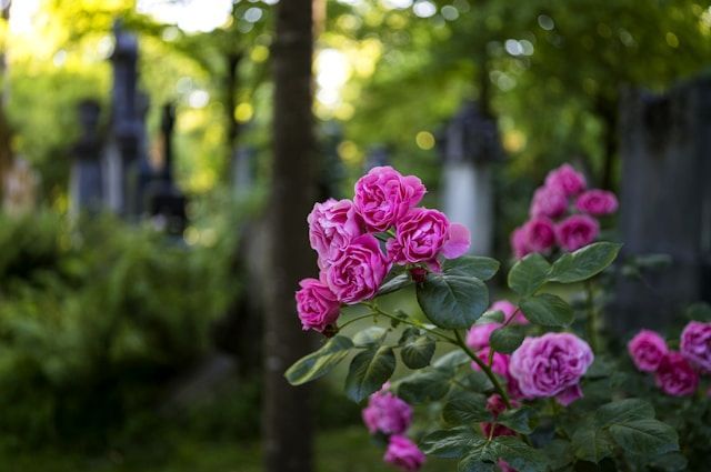 cremation services Largo, FL