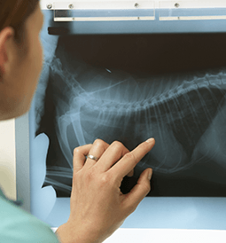 Examining Animal X-ray