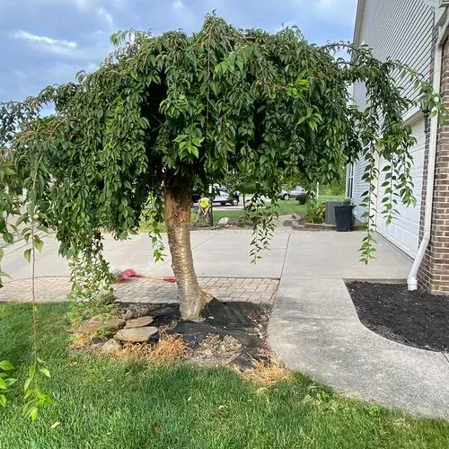 Before Landscaping