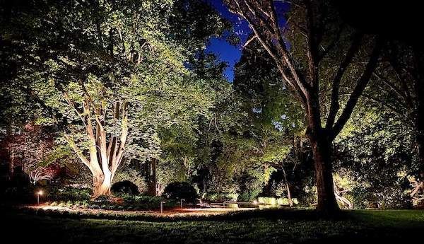 Uplighting on trees in Solon