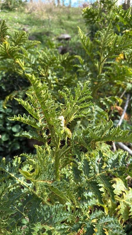 Improved Pasture as There Are No Weeds — 2K Pasture Management and Consulting In Junction View, QLD