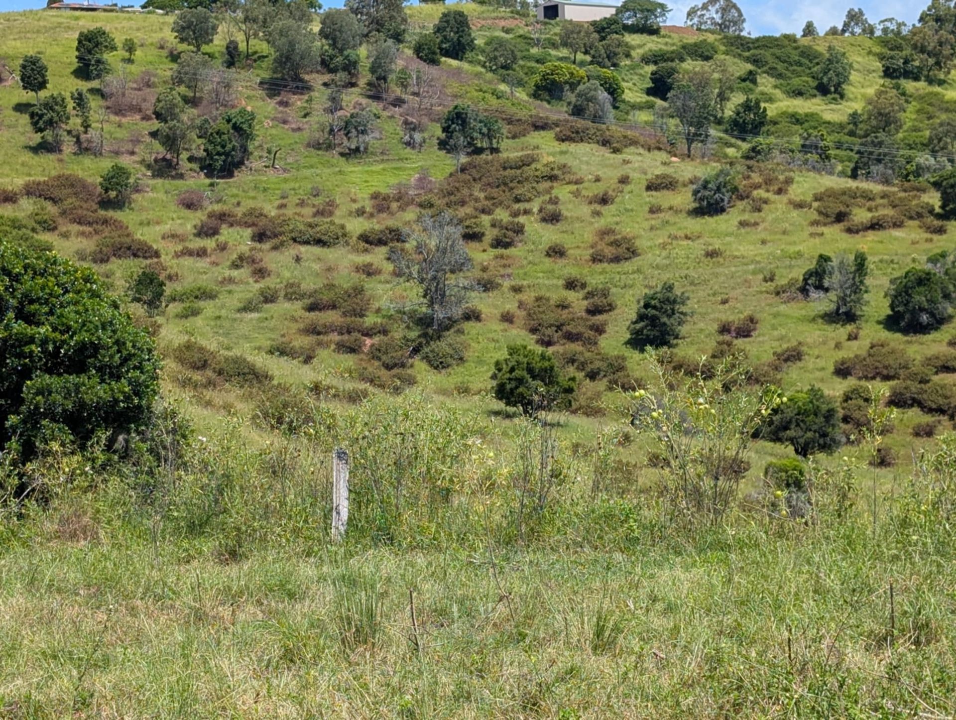 Productive Land, Results of Weed Management — 2K Pasture Management and Consulting In Somerset, QLD