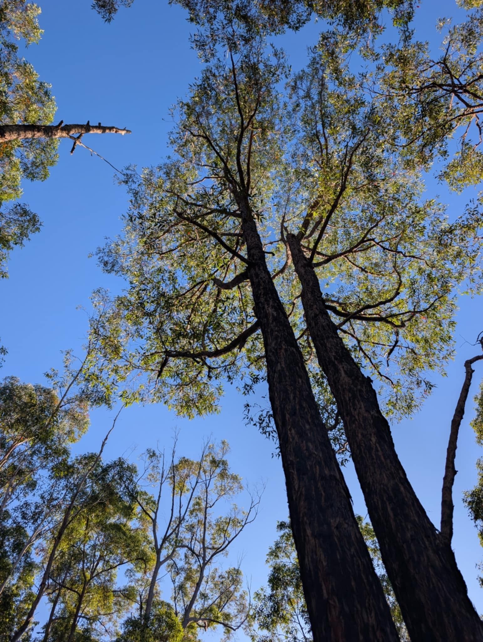 Man Pulling Out Invasive Weed and Flowers — 2K Pasture Management and Consulting In Somerset, QLD