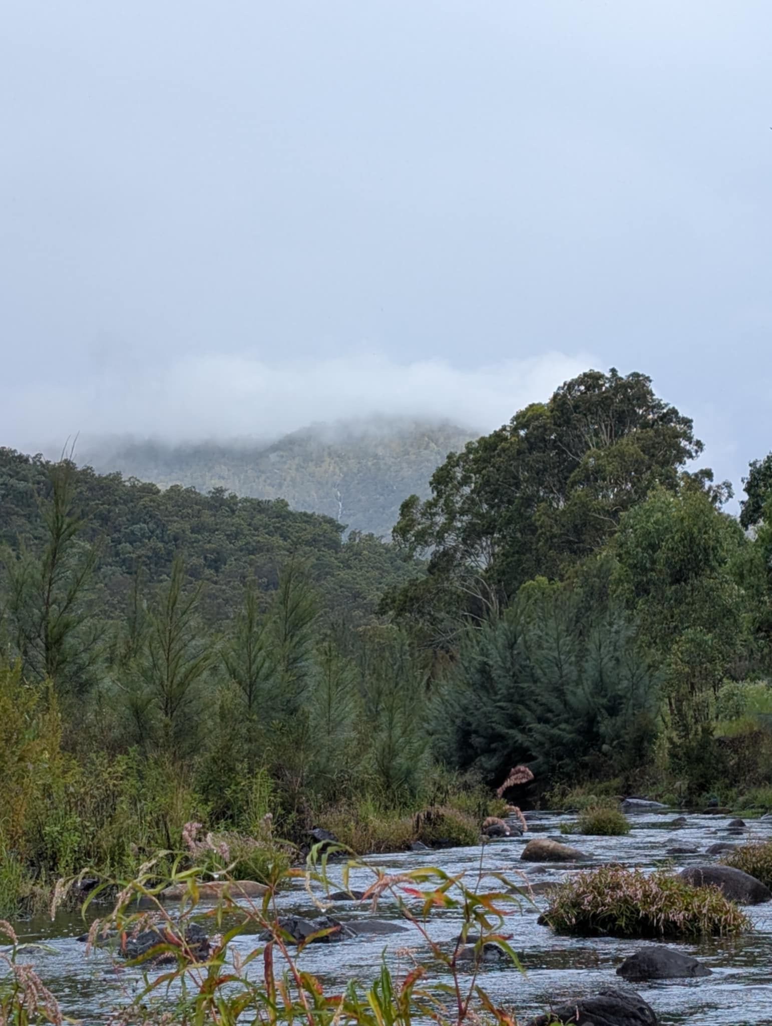 A Lawn Mower is Cutting Grass — 2K Pasture Management and Consulting In Junction View, QLD