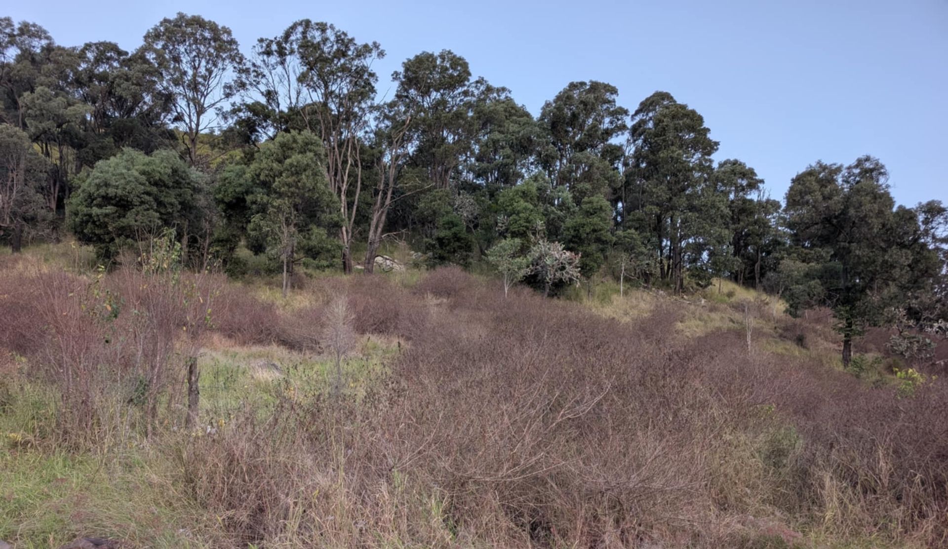 Man Cutting Invasive Weeds in a Commercial Land — 2K Pasture Management and Consulting In Warwick, QLD