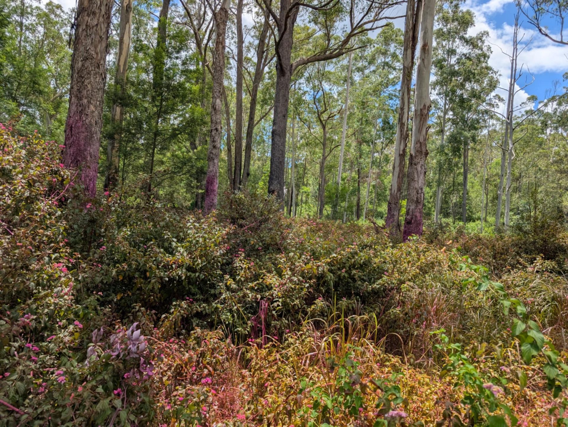 Man Supporting Wheat by Spraying a Weed Removal — 2K Pasture Management and Consulting In Junction View, QLD