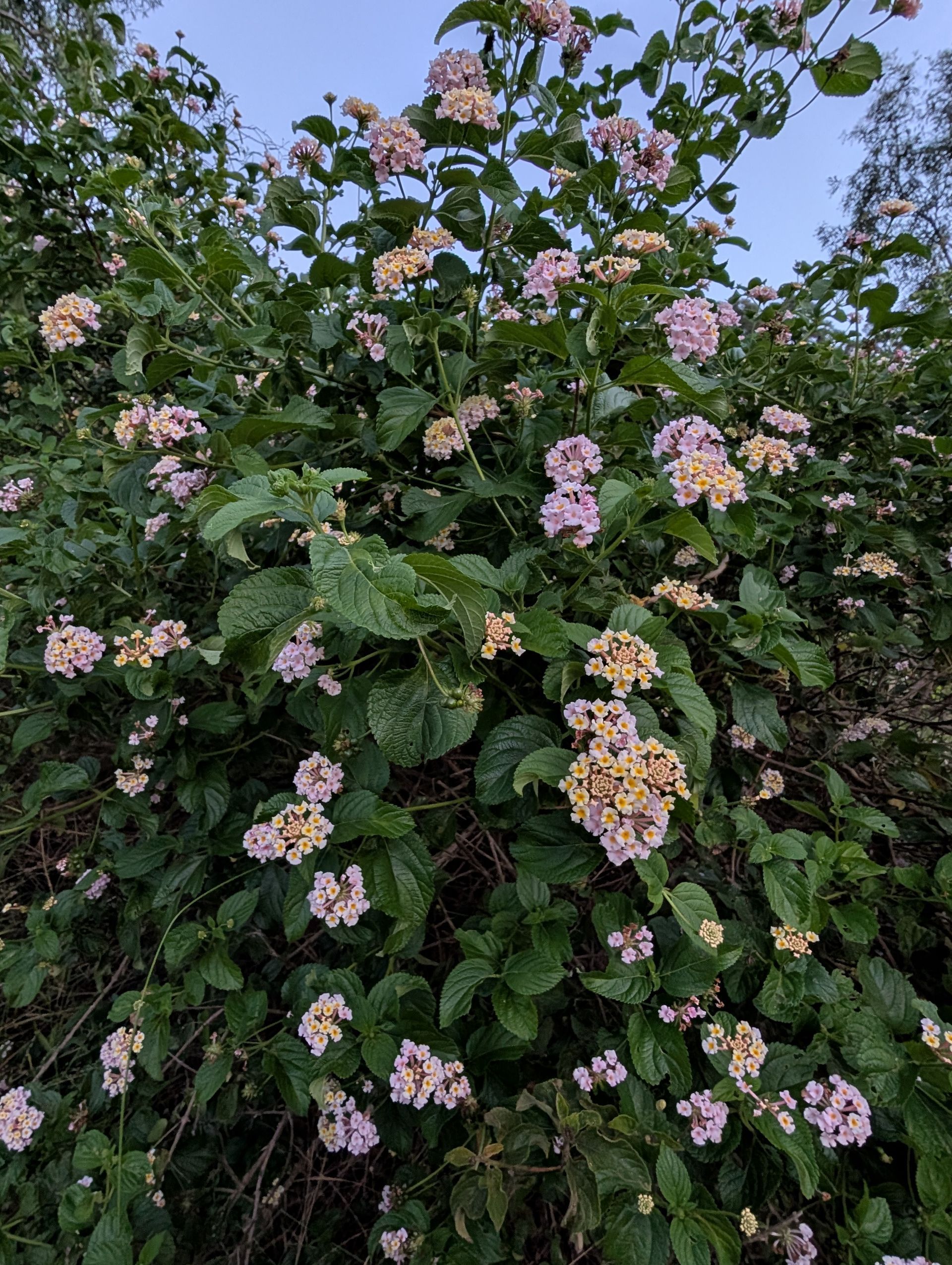 A Field of Wheat With a Blue Sky in the Background — 2K Pasture Management and Consulting In Junction View, QLD