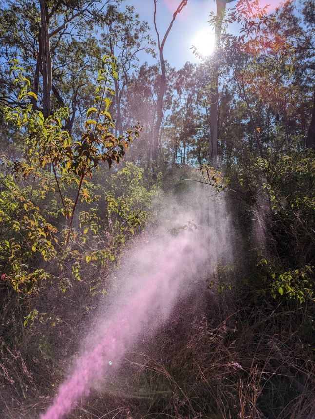 The Sun is Shining Through the Trees — 2K Pasture Management and Consulting In Junction View, QLD