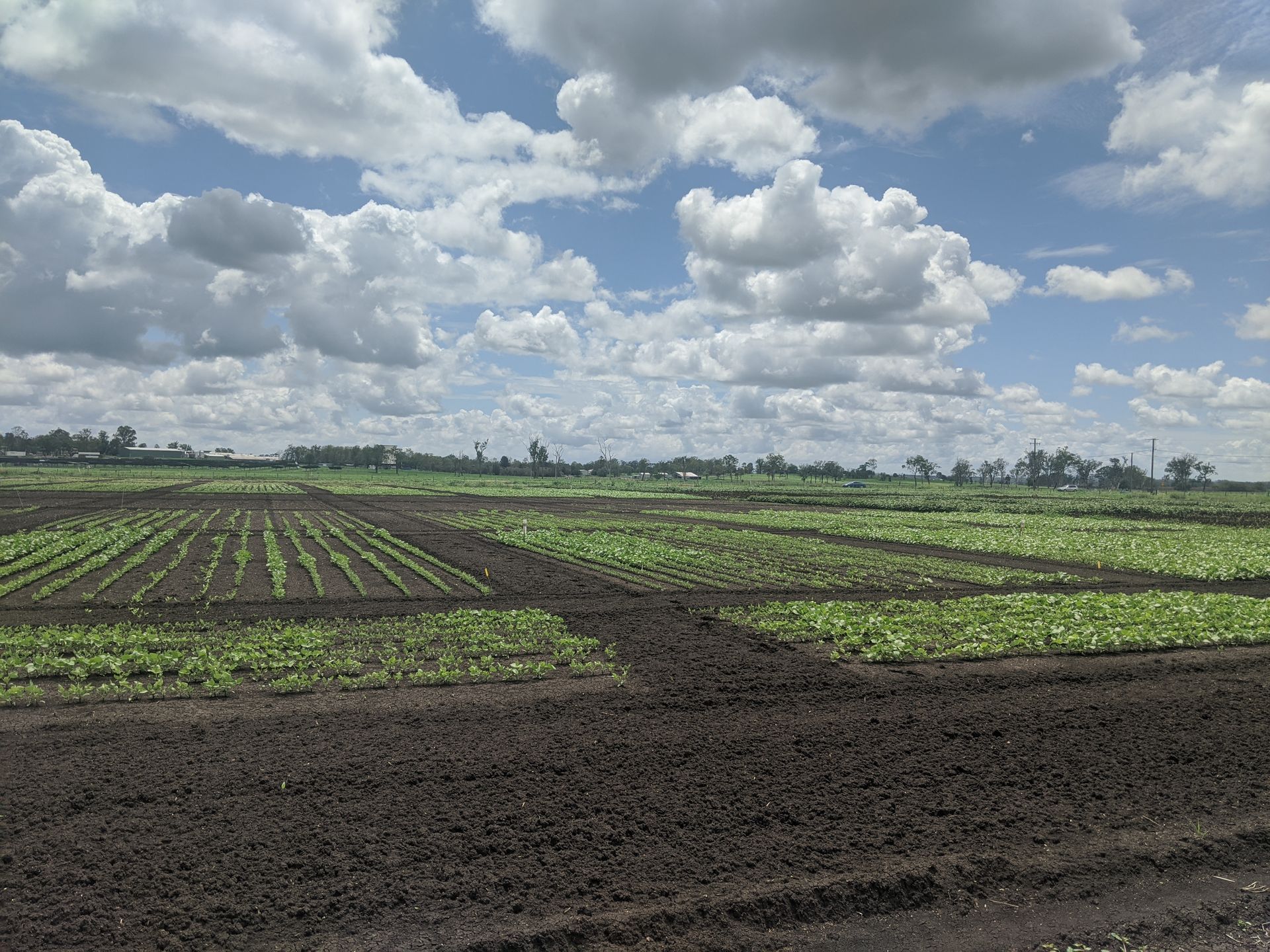 A Person Wearing Gloves is Picking a Flower From the Grass — 2K Pasture Management and Consulting In Somerset, QLD