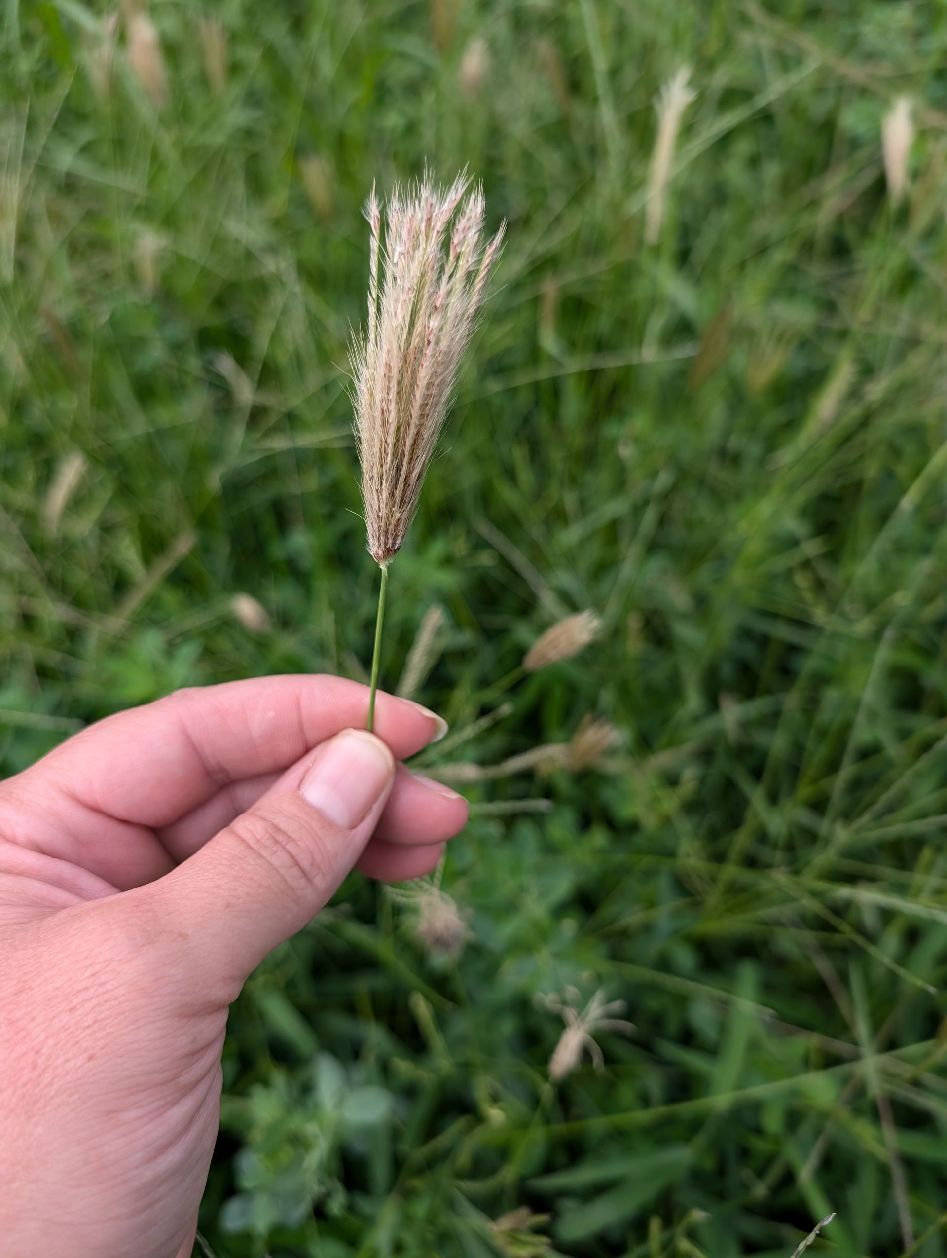 Person Wearing Gloves is Pulling Weeds Out — 2K Pasture Management and Consulting In Junction View, QLD