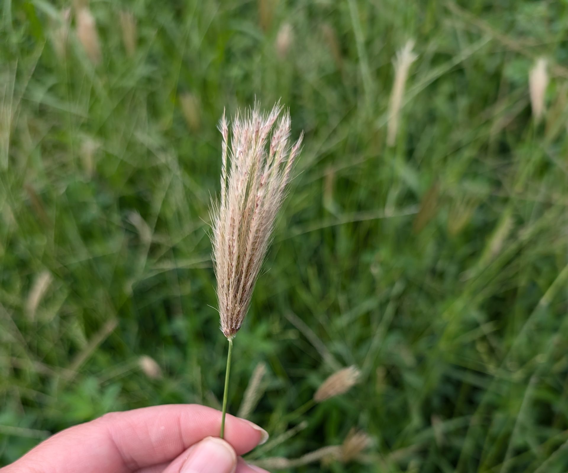 Person is Planting Plants in a Garden — 2K Pasture Management and Consulting In Toowoomba, QLD