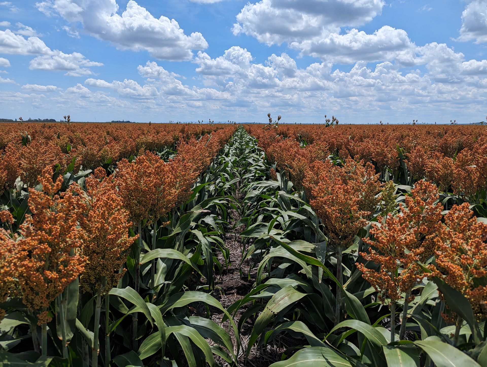 A Man is Mowing Grass on the Side of the Road With a Lawn Mower — 2K Pasture Management and Consulting In Warwick, QLD