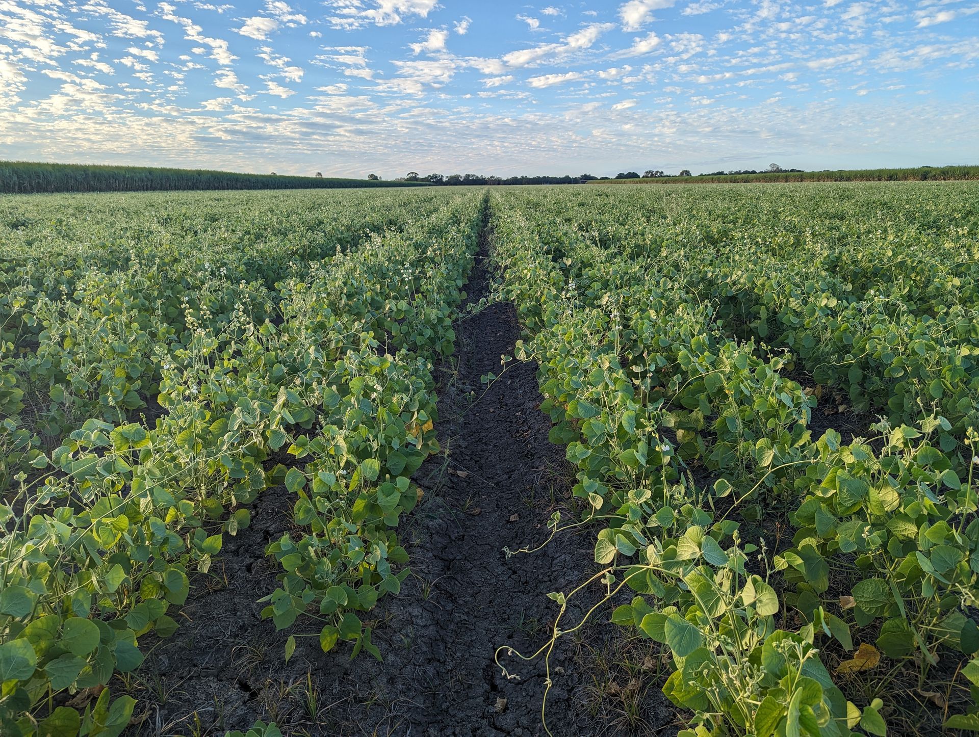 A Man is Riding a Lawn Mower Through a Grassy Field — 2K Pasture Management and Consulting In Junction View, QLD