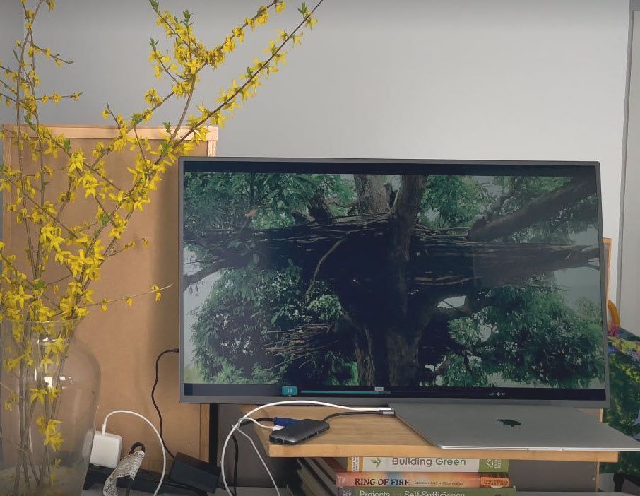 A computer monitor with a picture of a tree on it