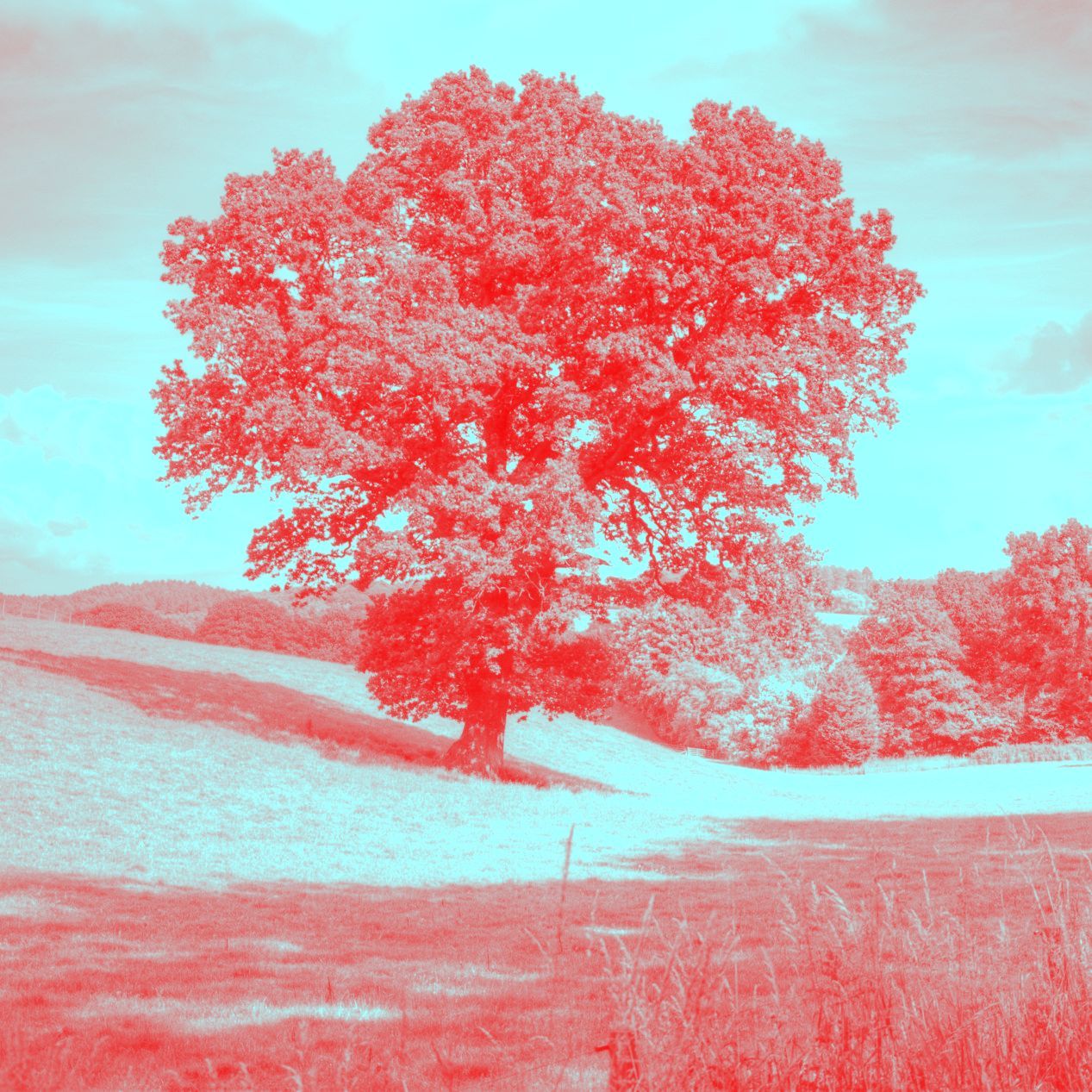 A tree in a field with a blue sky in the background