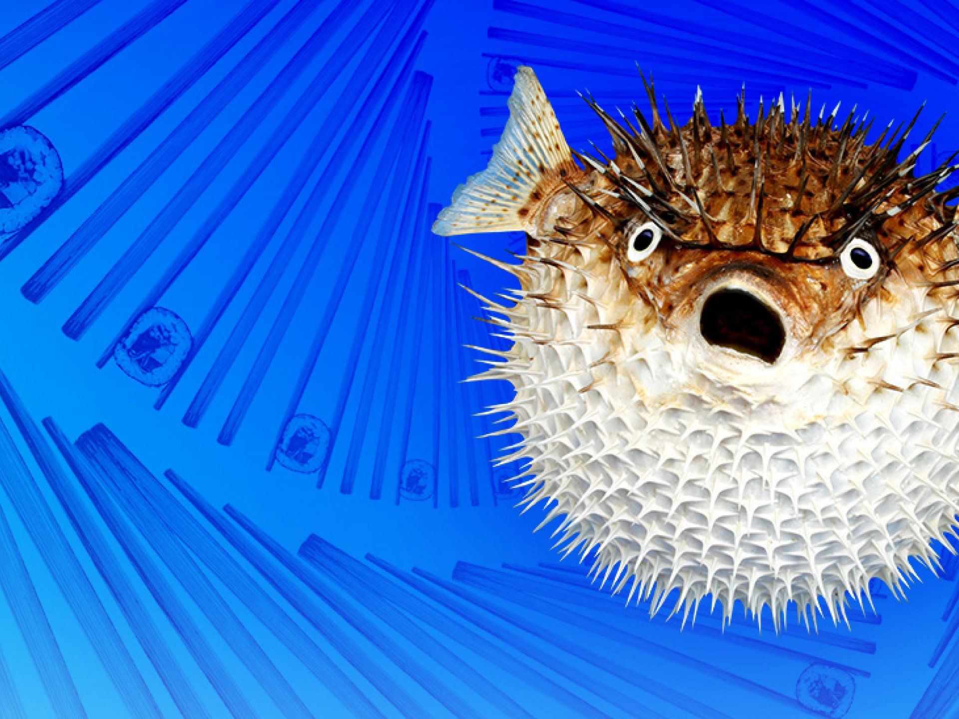 Octopus Investments ad campaign featuring a fugu pufferfish. © The Animo Group Ltd.