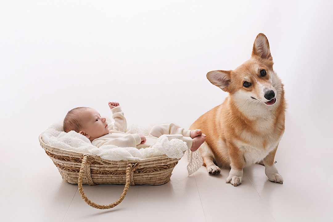 Newborn baby resting in a basket beside the family dog during a calm, carefully managed newborn photography session in a Dublin studio.
