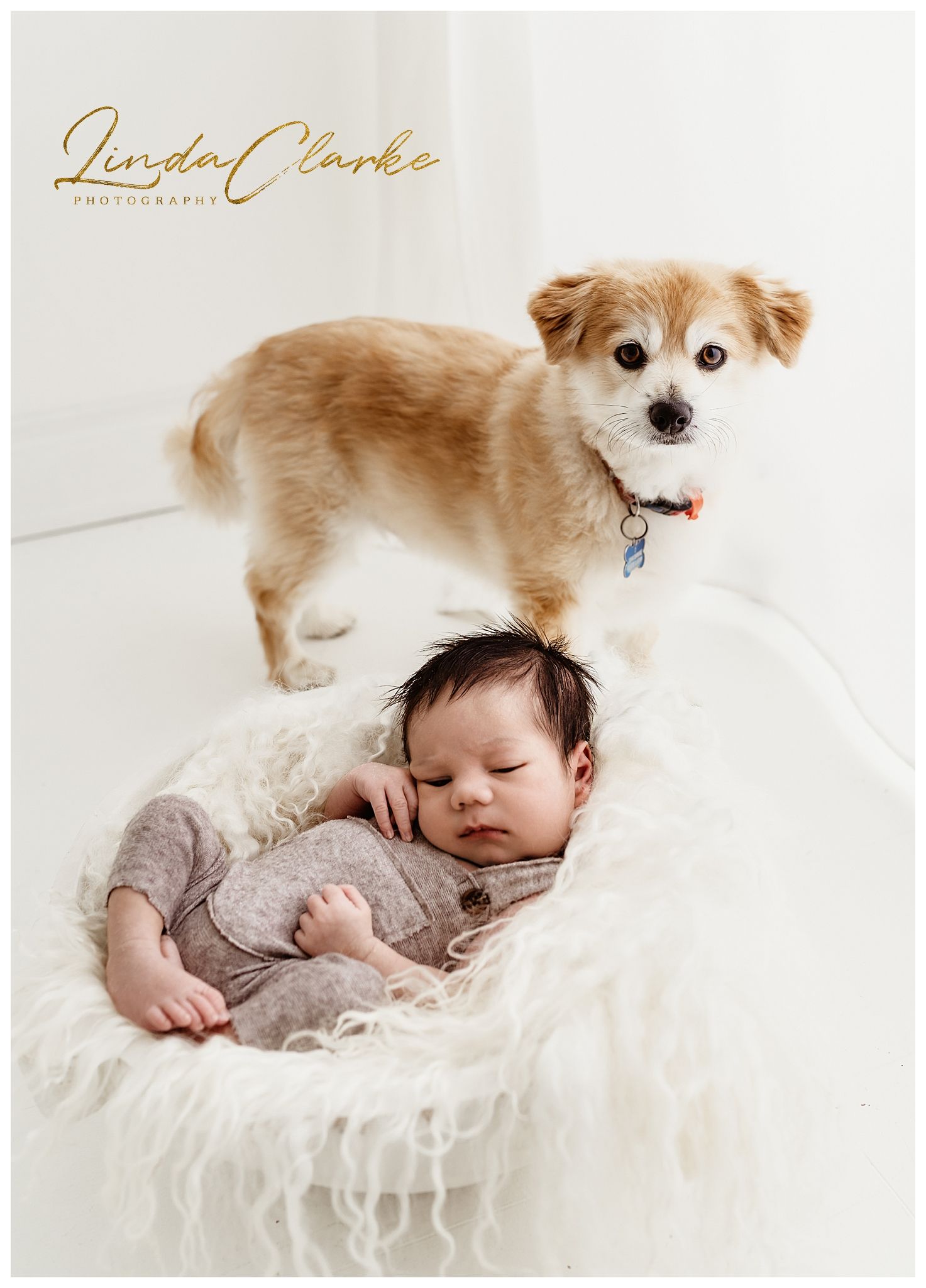 Newborn baby with dog during a newborn photoshoot in dublin Ireland
