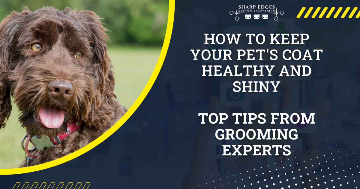 How to keep your pet's coat healthy and shiny