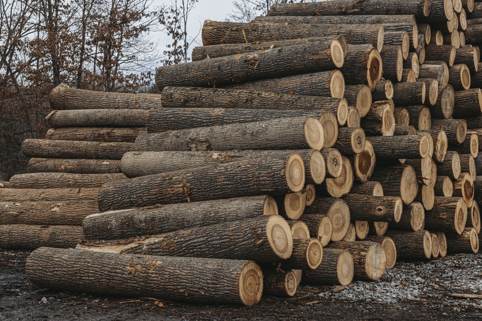 Forest Management Solutions Tyrone