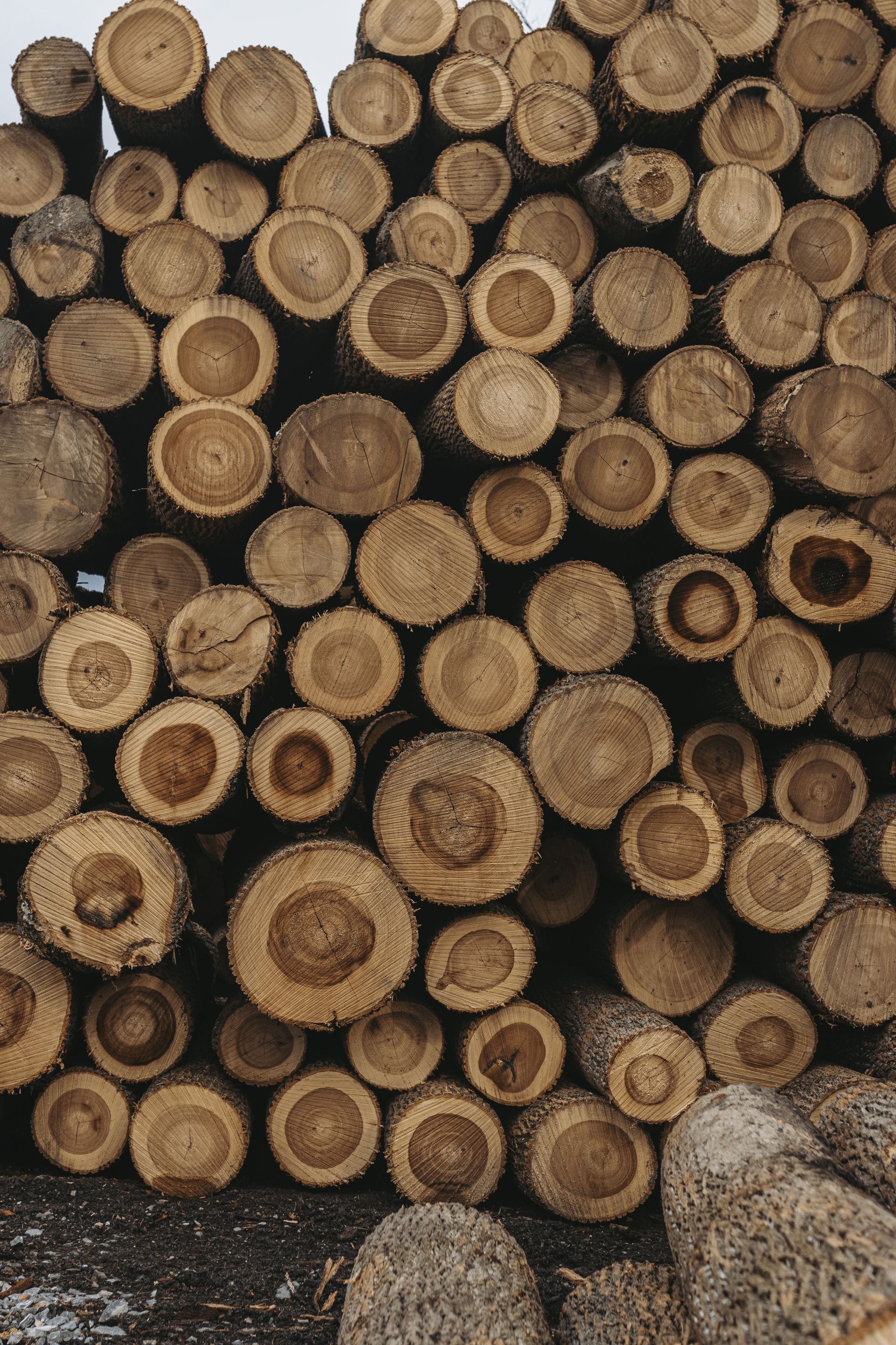 Eco-Friendly Timber Harvesting port matilda