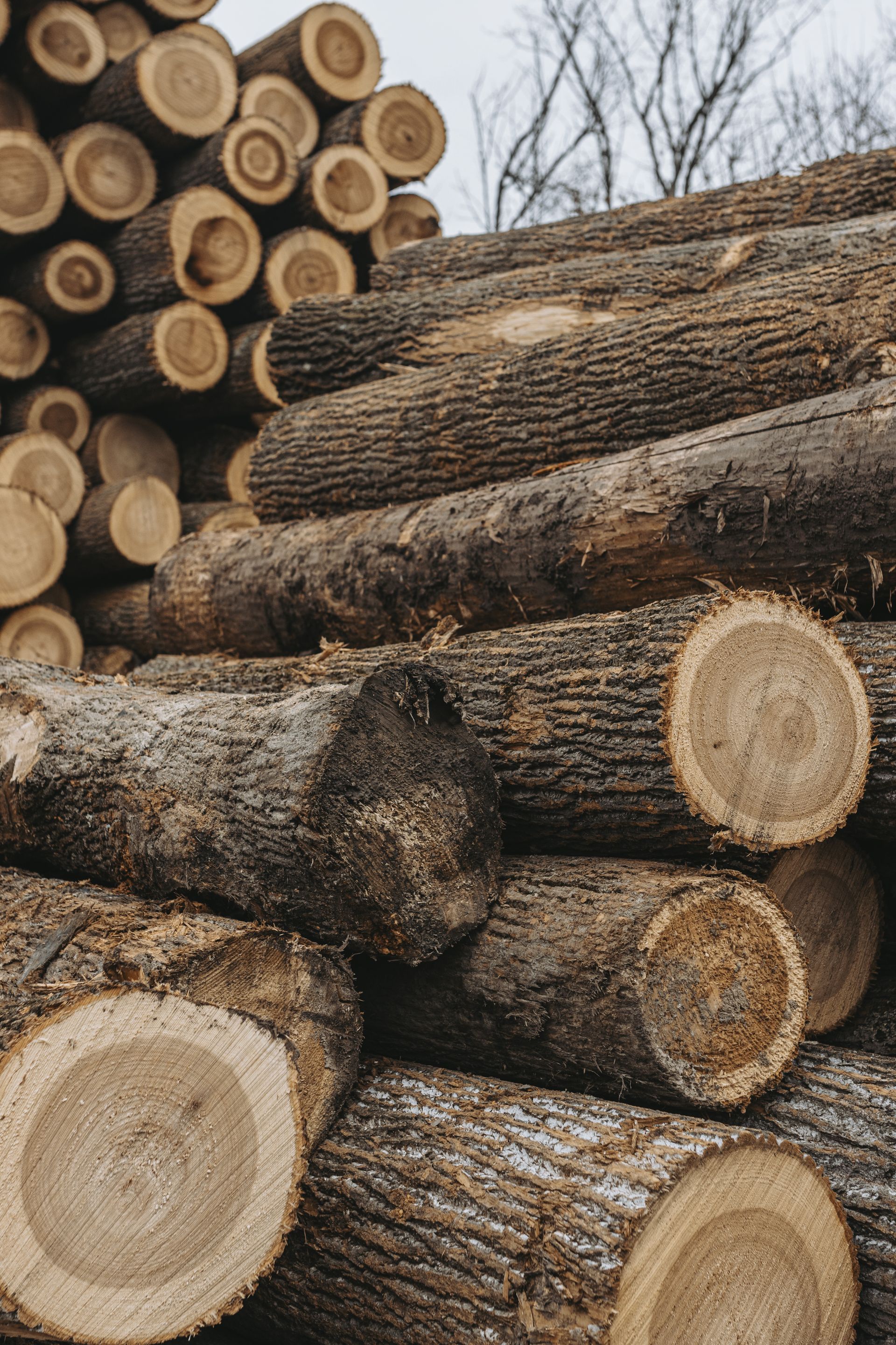 Eco-Friendly Timber Harvesting Tyrone