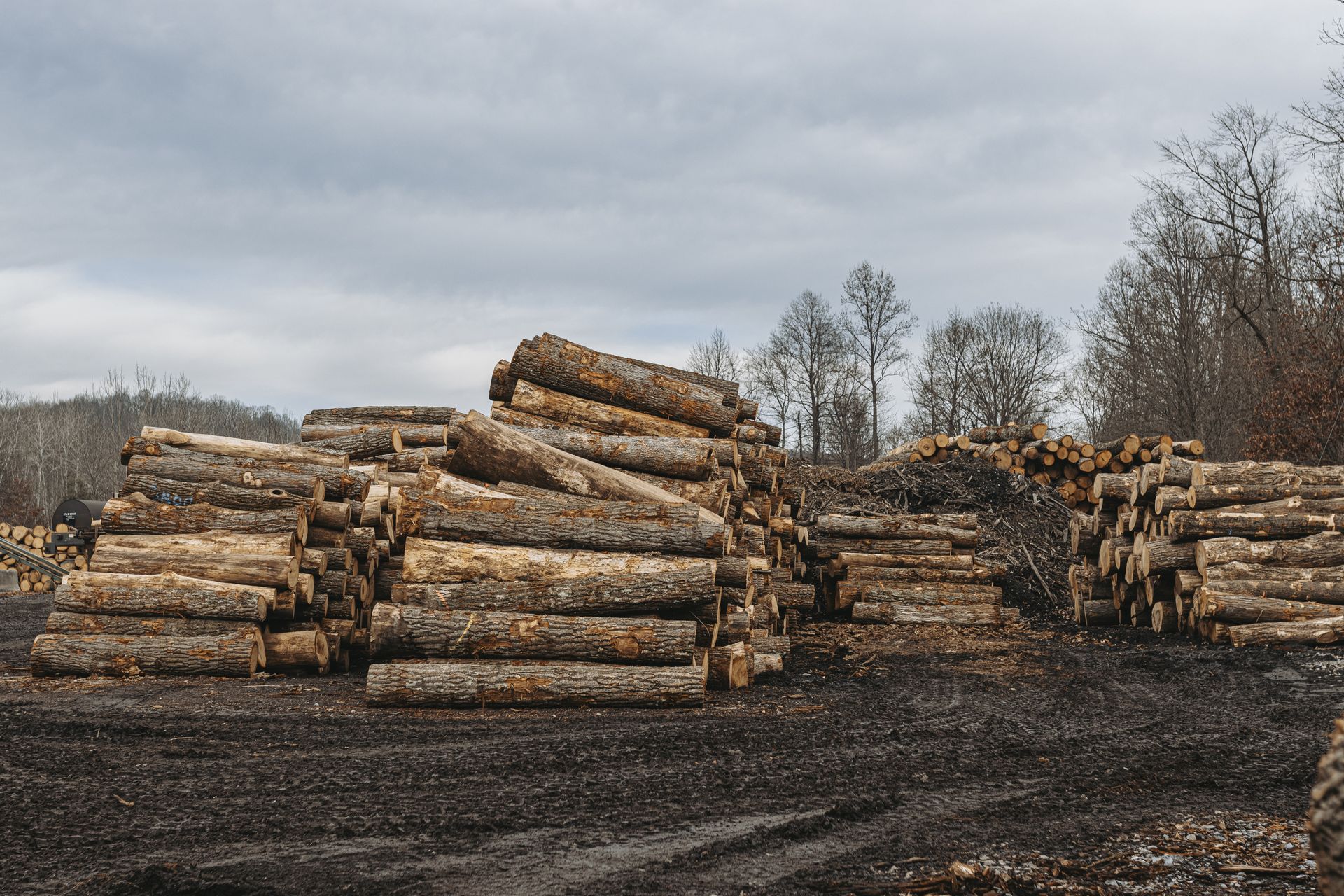 Sustainable Logging Practices