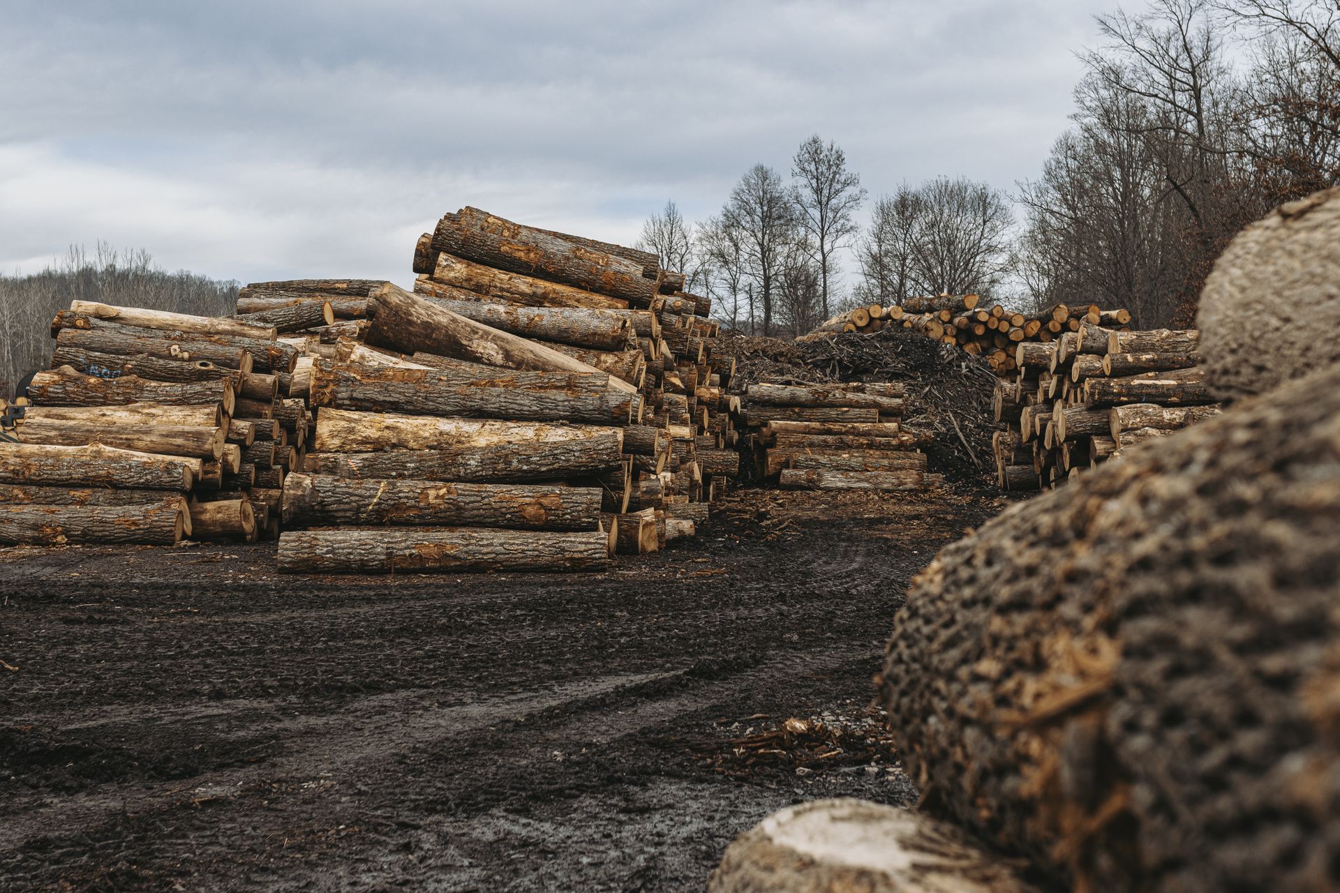 Eco-Friendly Timber Harvesting PA