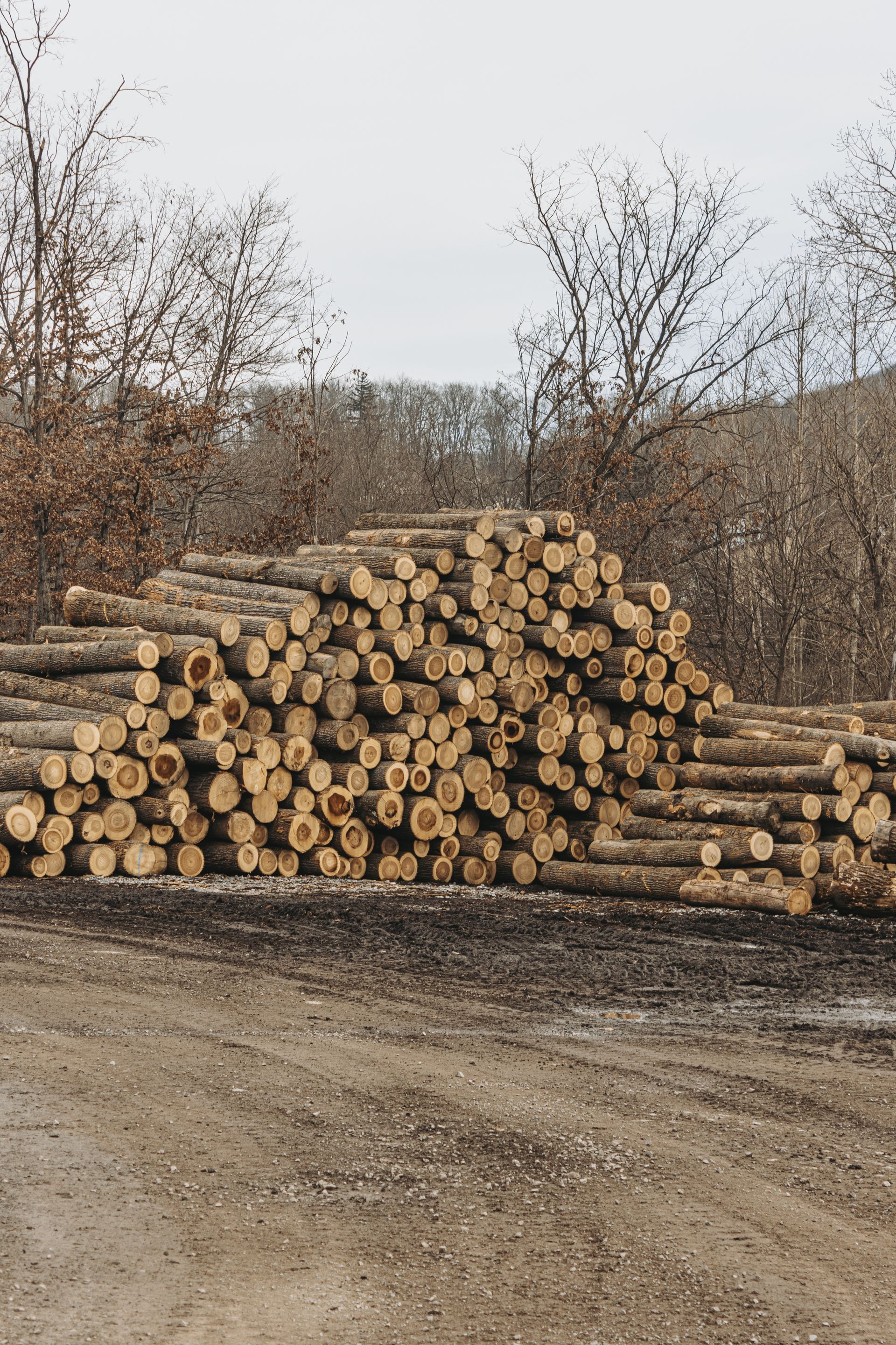 walnut lumber central PA