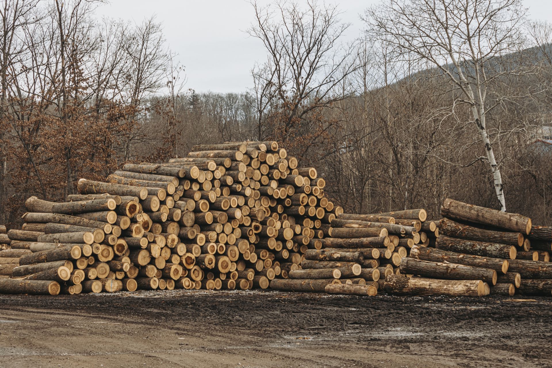 Walnut lumber near me 