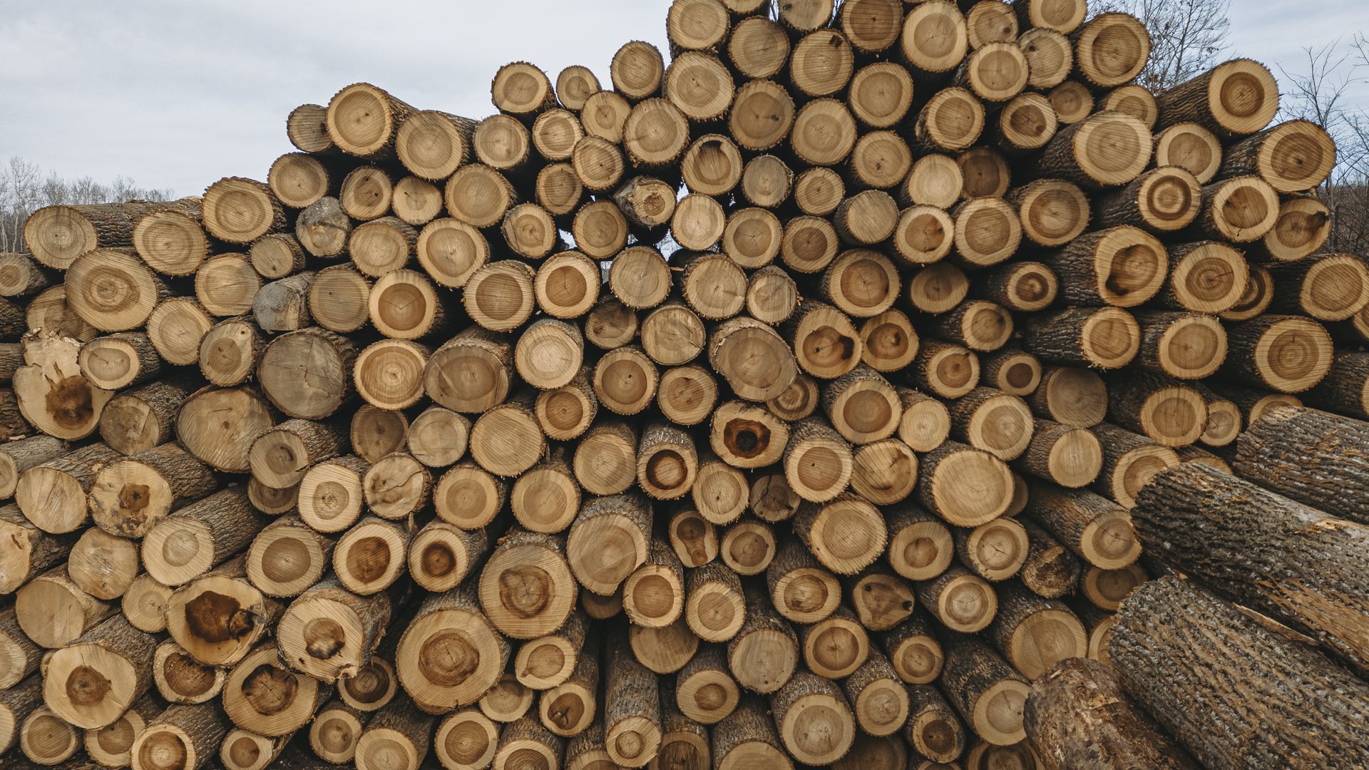 Best logging company in central PA