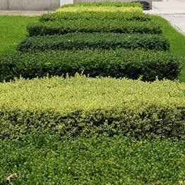 Manicured Hedge — Tree Lopping in Belmont, NSW
