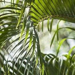 Palm Tree — Tree Lopping in Belmont, NSW