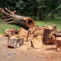 Tree Pieces — Tree Lopping in Belmont, NSW