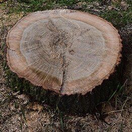 Tree Stump — Tree Lopping in Belmont, NSW