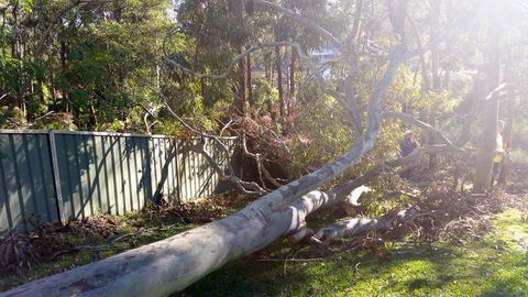 Fallen Tree — Tree lopping in Belmont, NSW