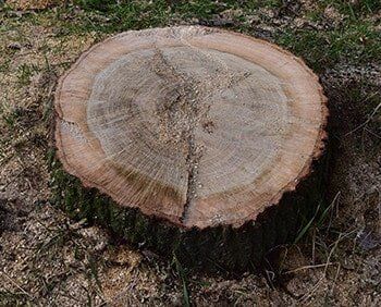 Tree Stump — Tree lopping in Belmont, NSW