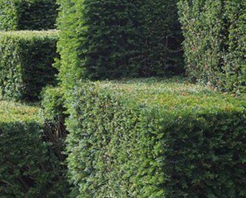 Trimmed Hedge — Tree lopping in Belmont, NSW