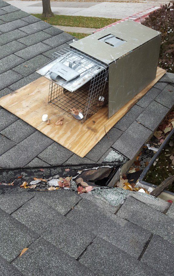 Raccoon trap on roof