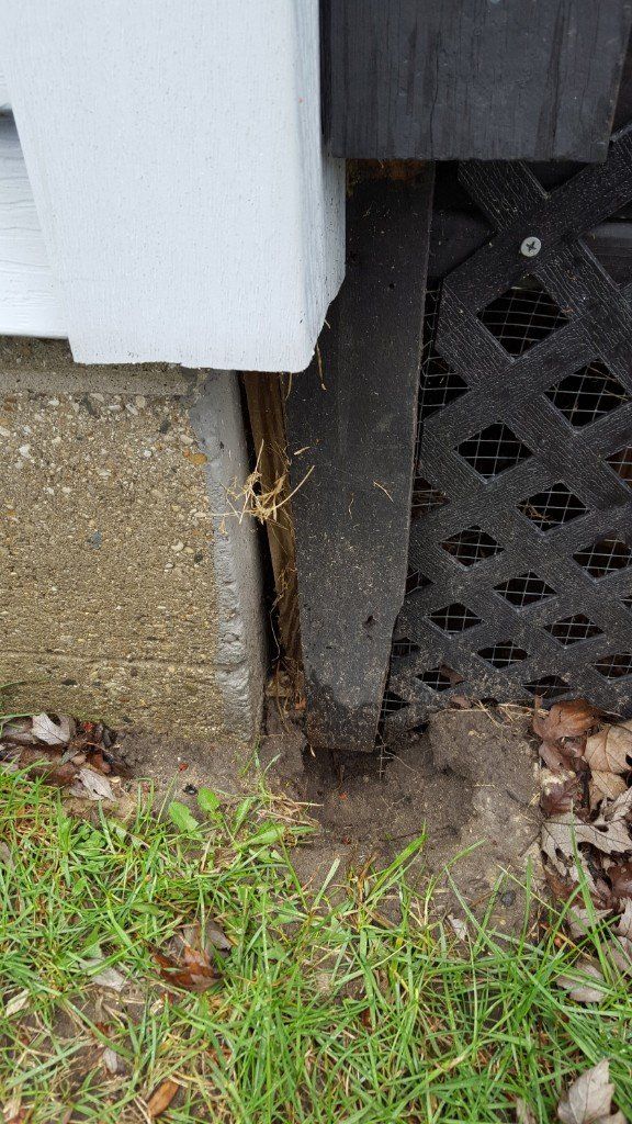 Failed animal deck proofing Failed animal deck proofing