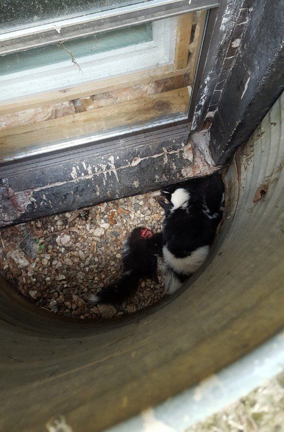 Skunk in window well