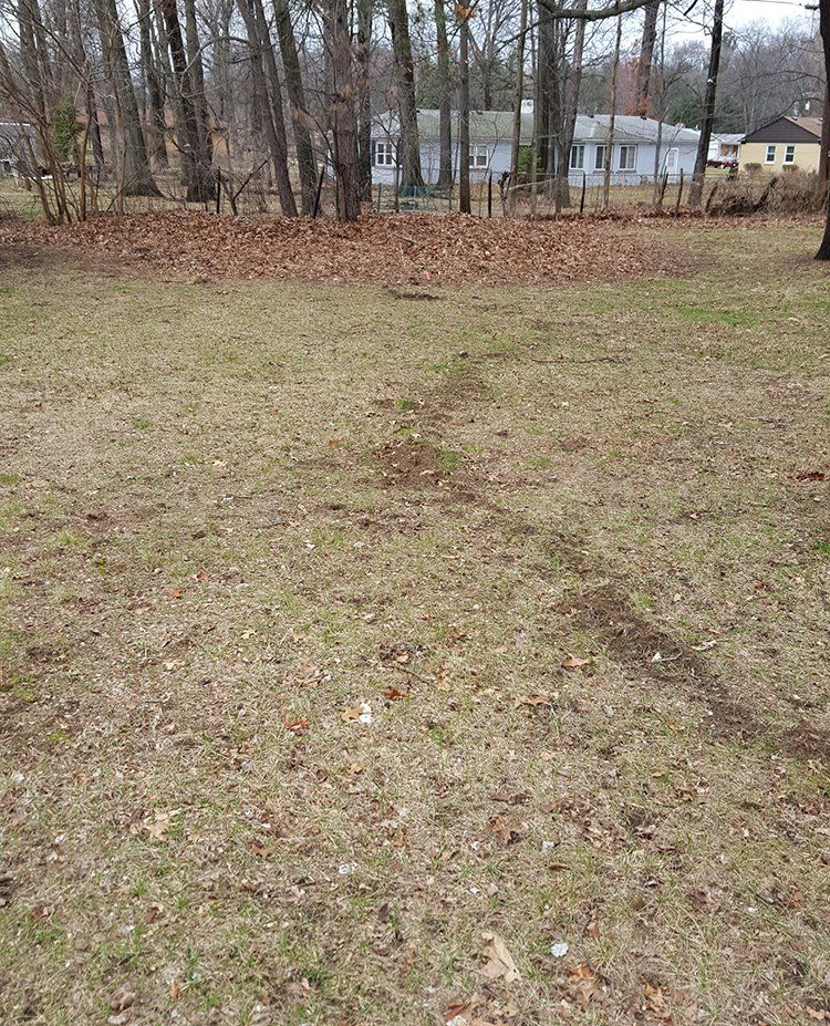 Mole damage to a lawn