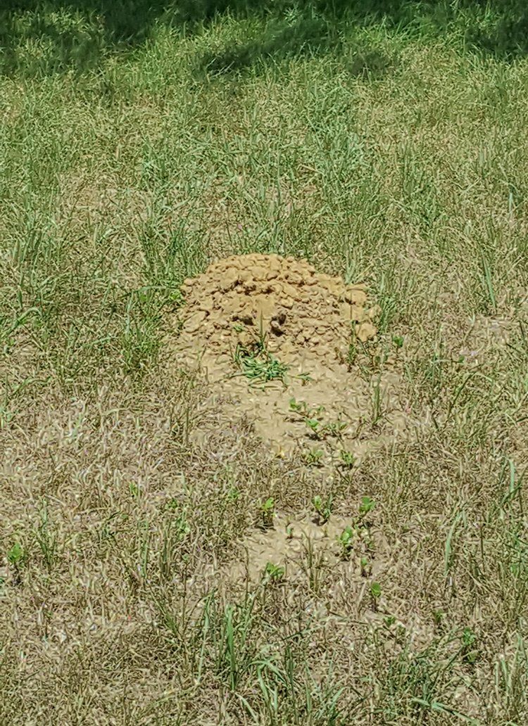 Mole hill on lawn