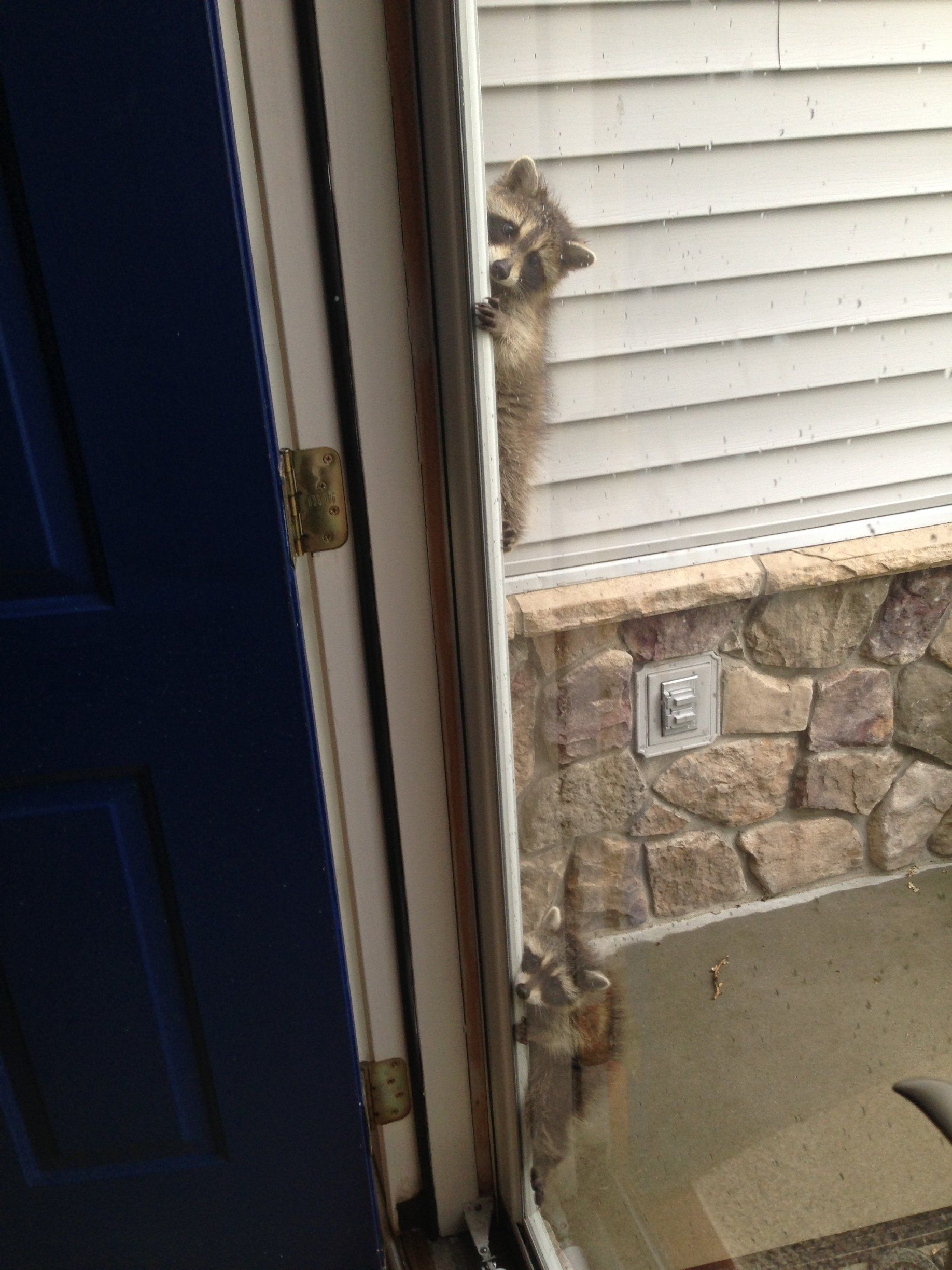 Raccoons climbing screen door