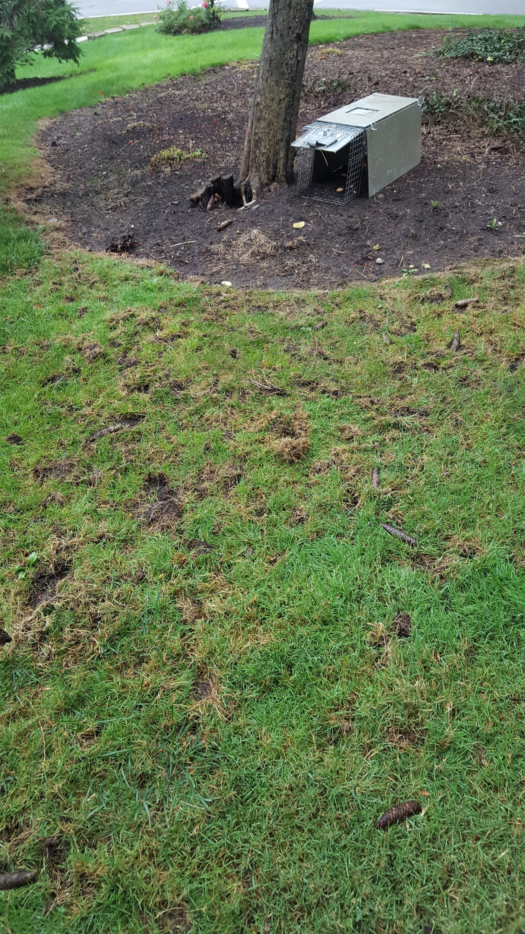 Signs of skunk digging/grubbing