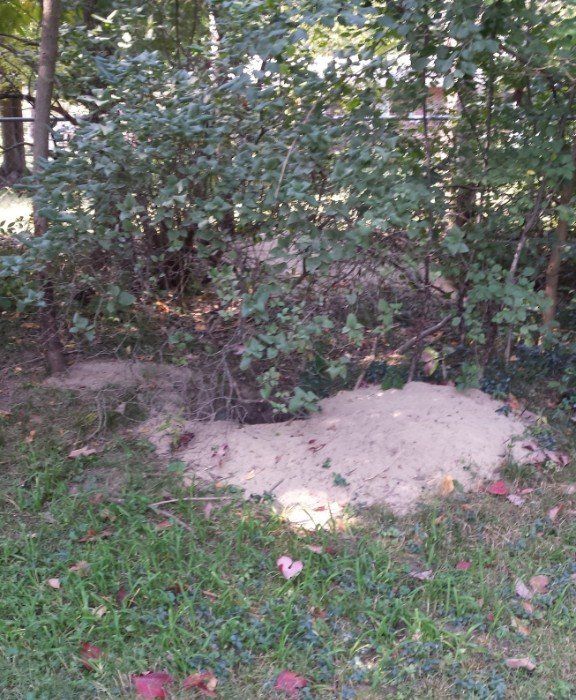 Woodchuck burrow in backyard