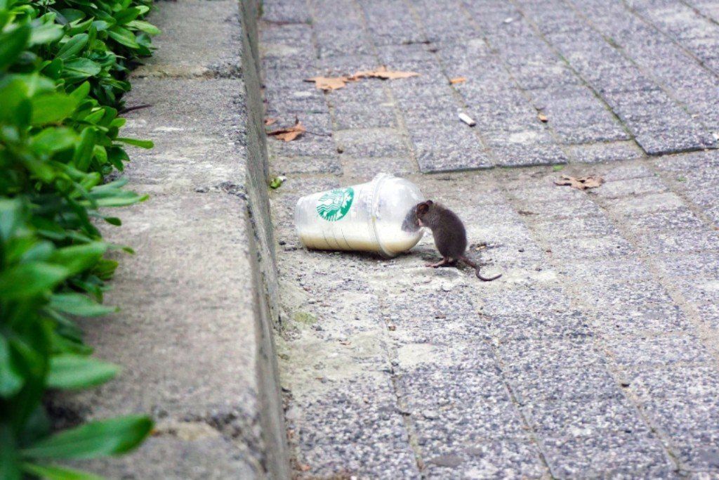 Mice and Rat Removal