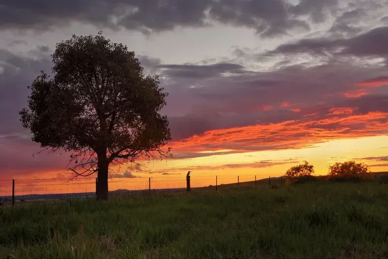 Sunset Over a Field With a Lone Tree Silhouetted — KACE Electrical Solutions In Toowoomba, QLD