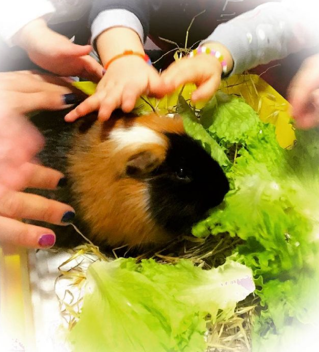 ASILO NIDO LA FABBRICA DELLE COCCOLE-Monselice-006