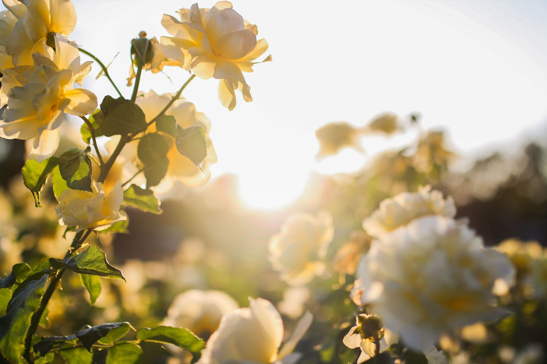 A field of yellow and white flowers with the sun shining through them.